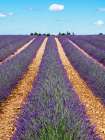 France, Provence. Lavender fields. Art Print